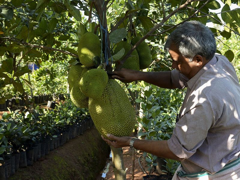 Jack fruit20may2020